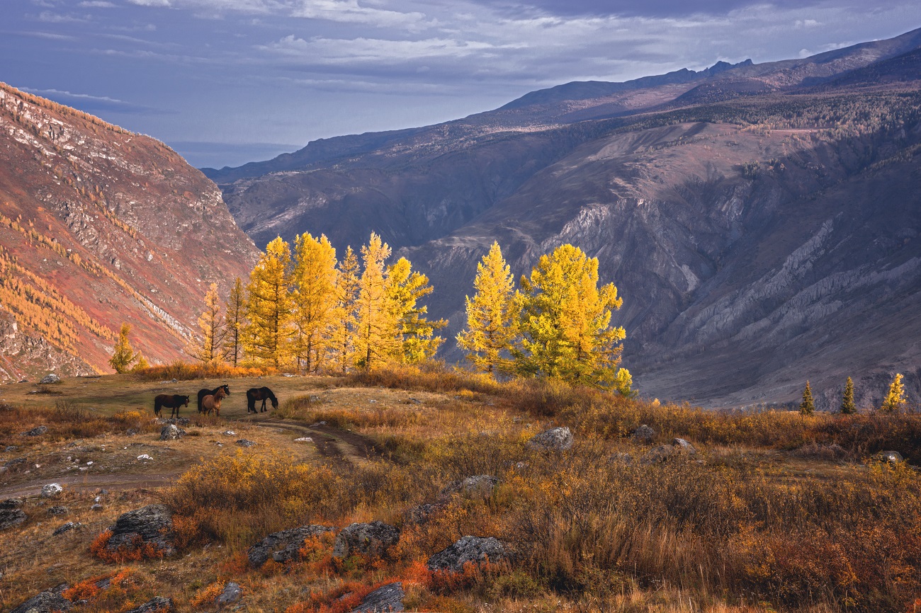 Просыпаясь в горах Алтая...
