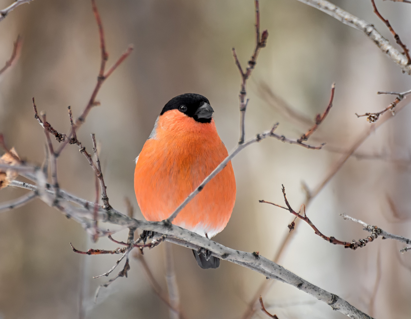 красногрудый..