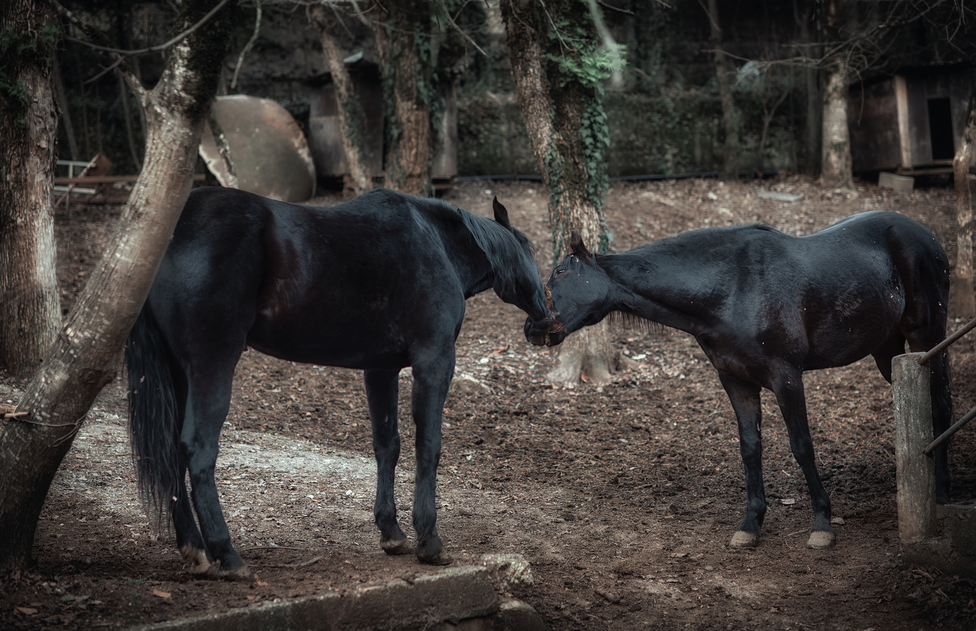 Все мы немного лошади или лошади немного, как мы..