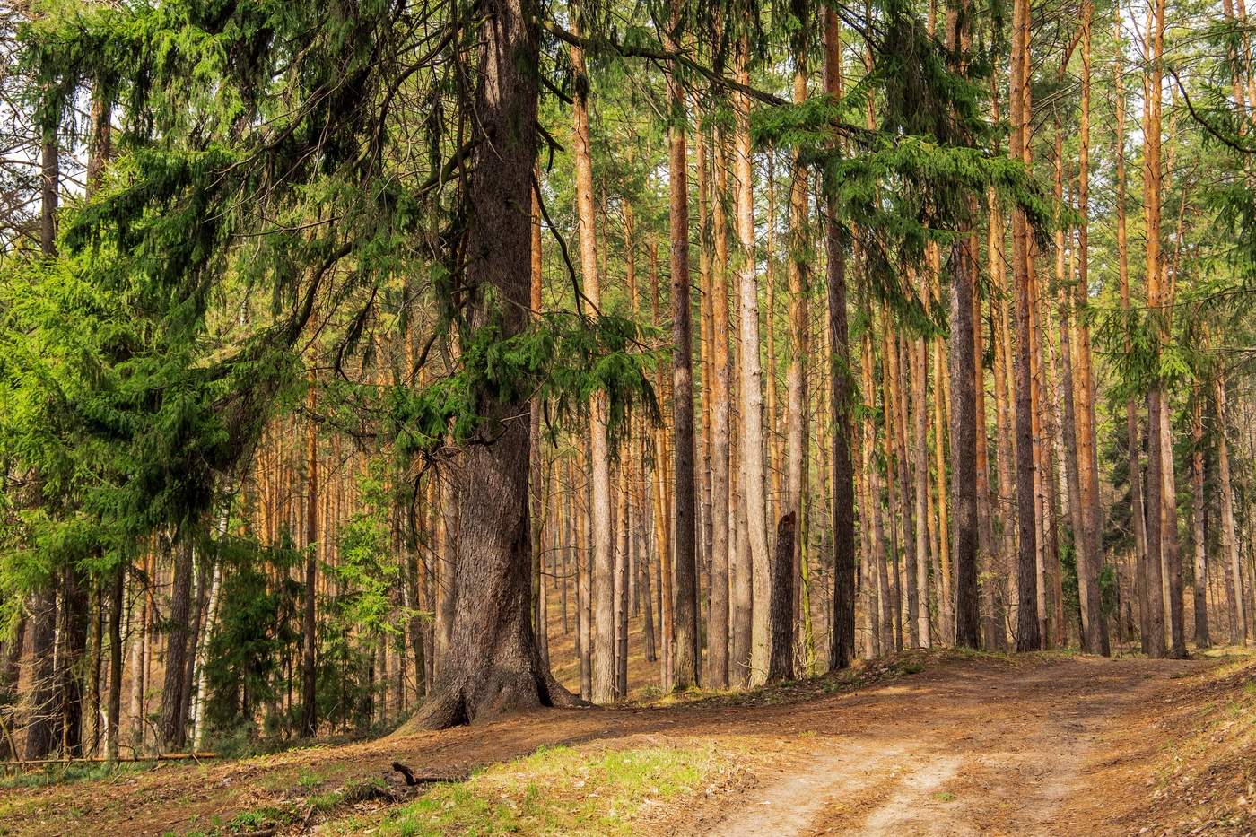 Весенний бор