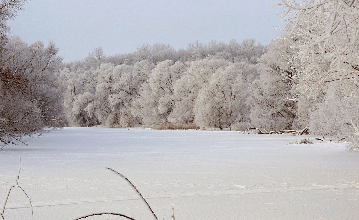 Февраль украсил природу инеем