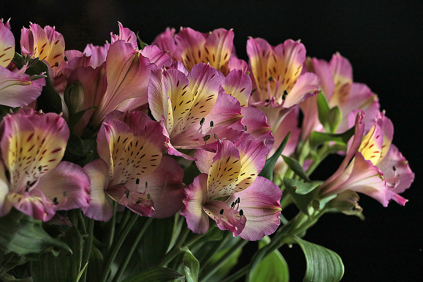 Зимние альстромерии