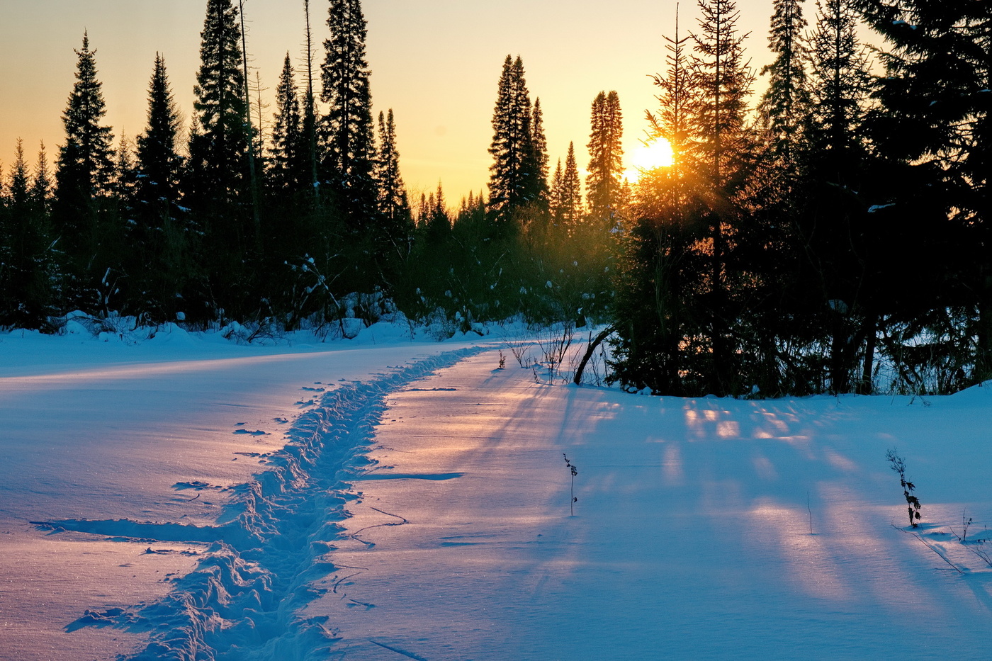 Вечер в лесу.