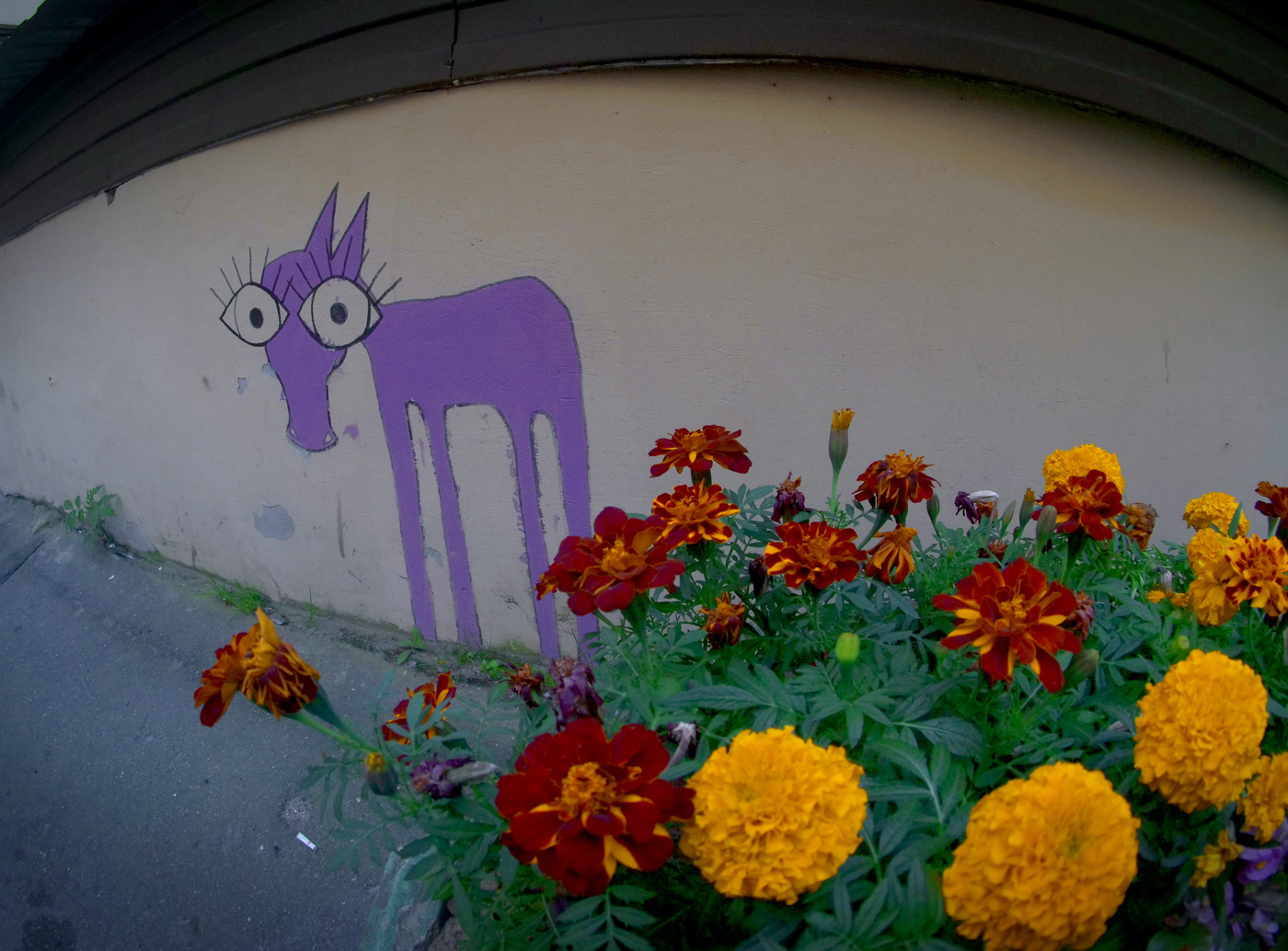 цветы и ослик