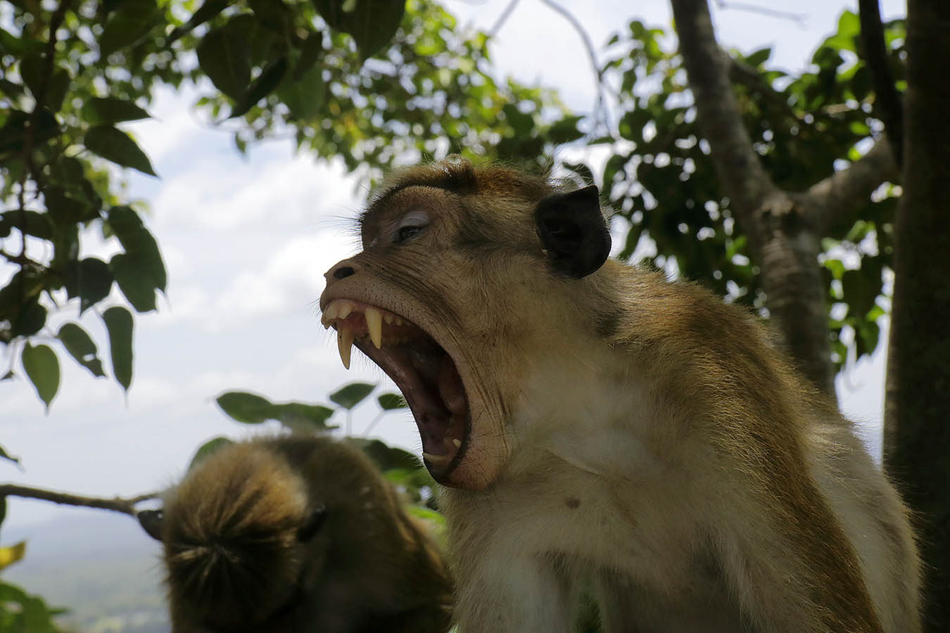 Молчать!! Я ВАС СПРАШИВАЮ