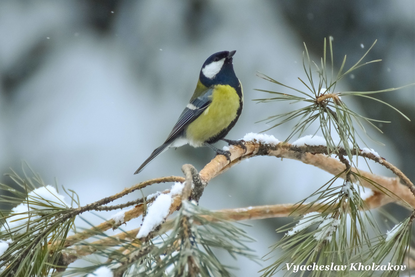 Синица в лесу зимой