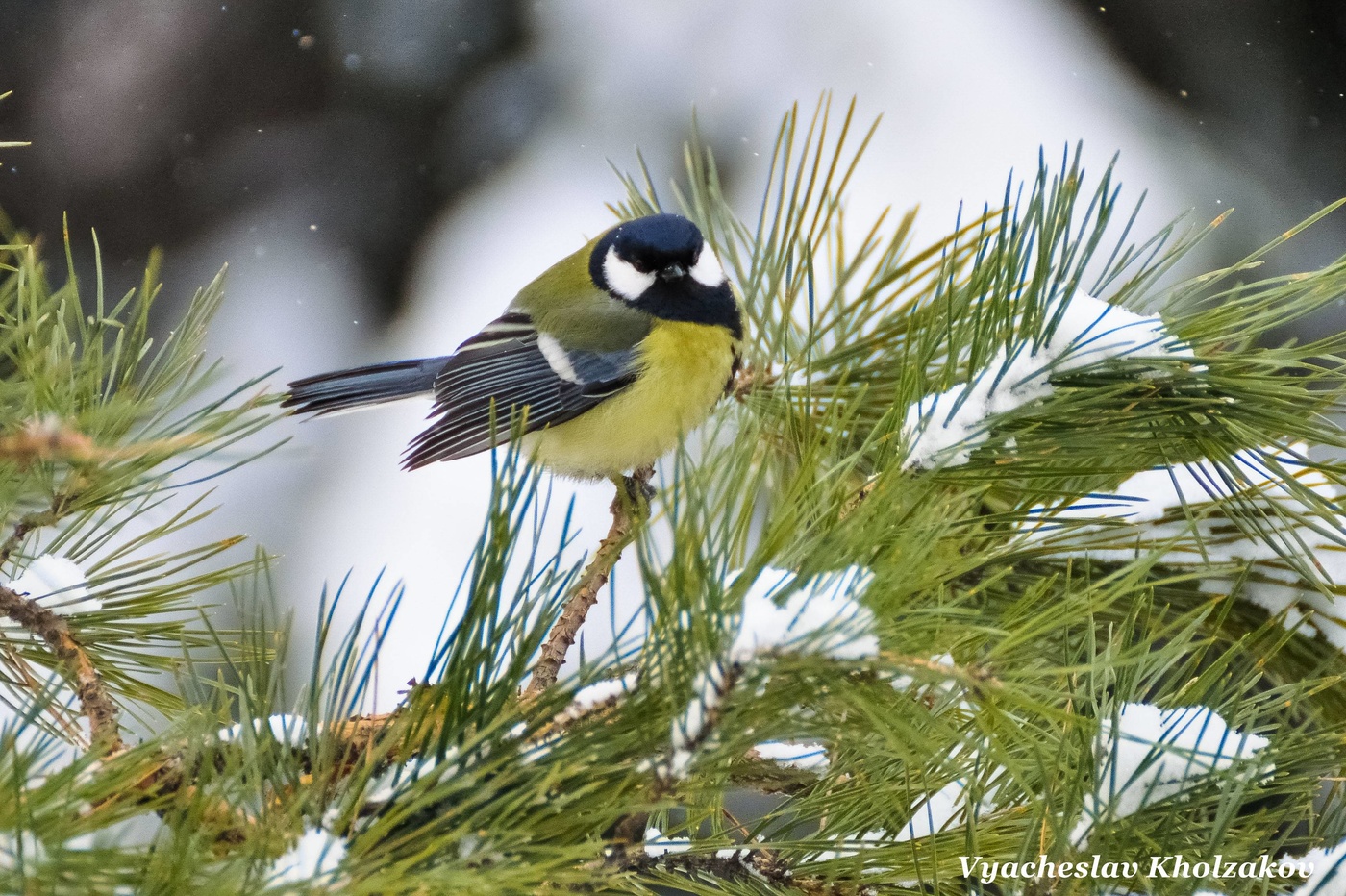 Синица в лесу зимой