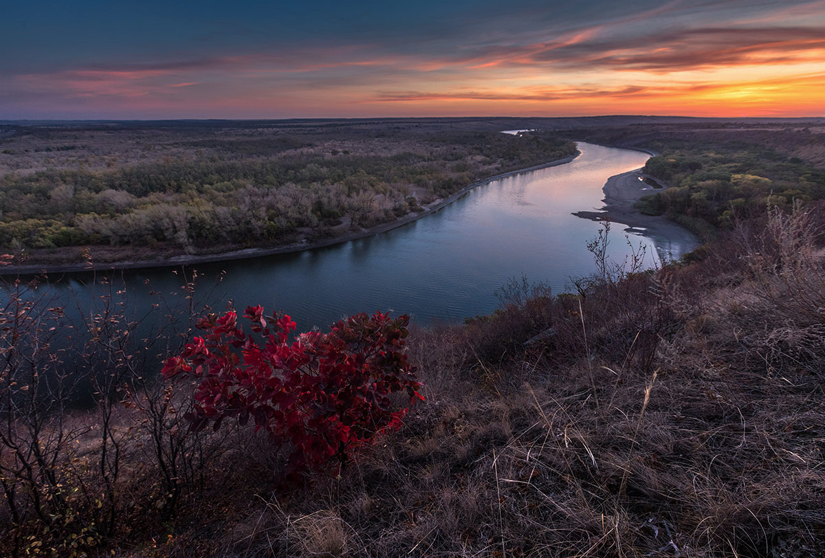 Кустик скумпии