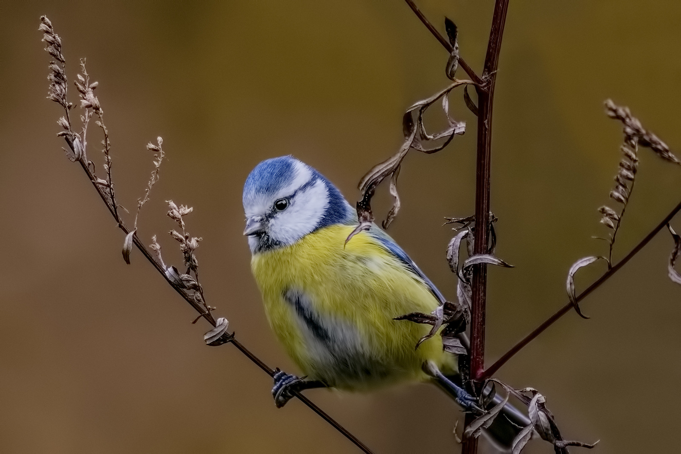 В растопырку.
