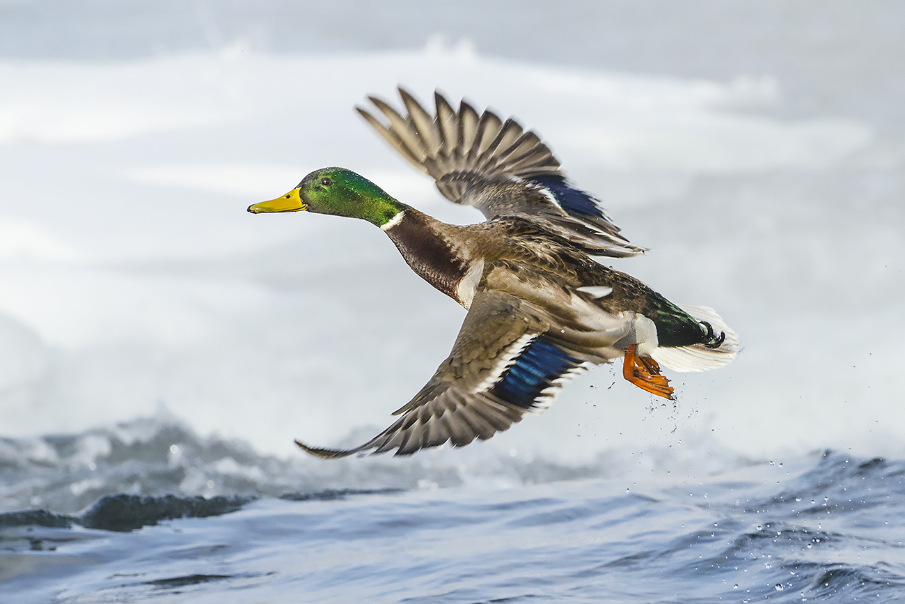 Ледниковый период