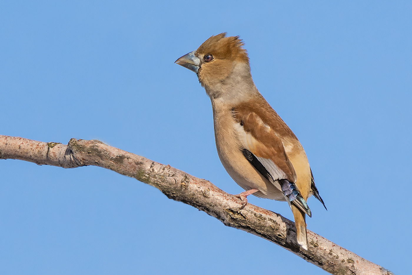 Испуганный дубонос.