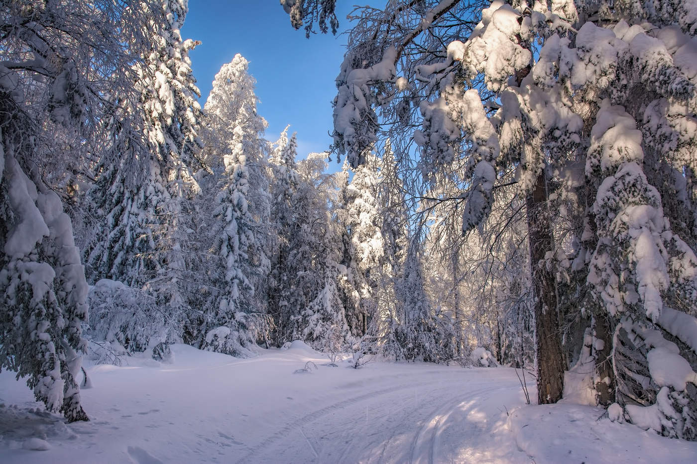 Зимний лес в объятьях тишины. Задремал, укутав ветки снегом.