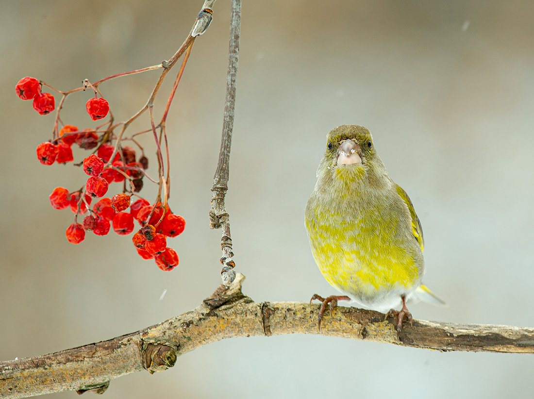 Зеленушка и рябина