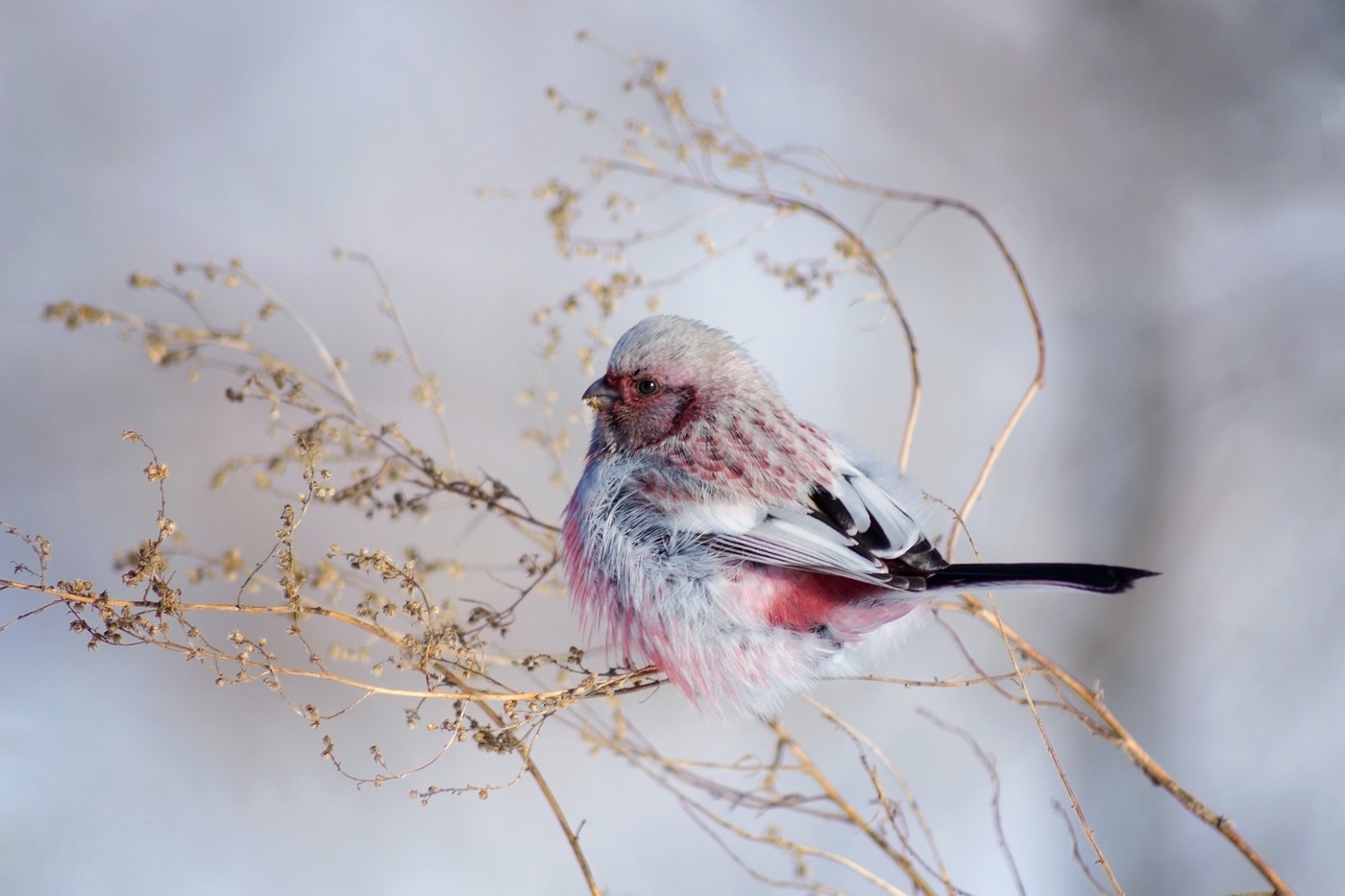 "На тонкой веточке"