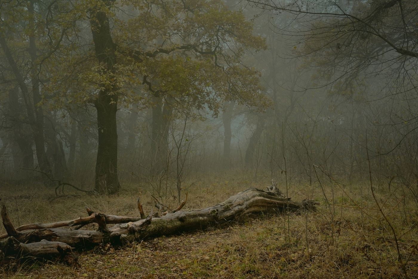 Осеннее утро