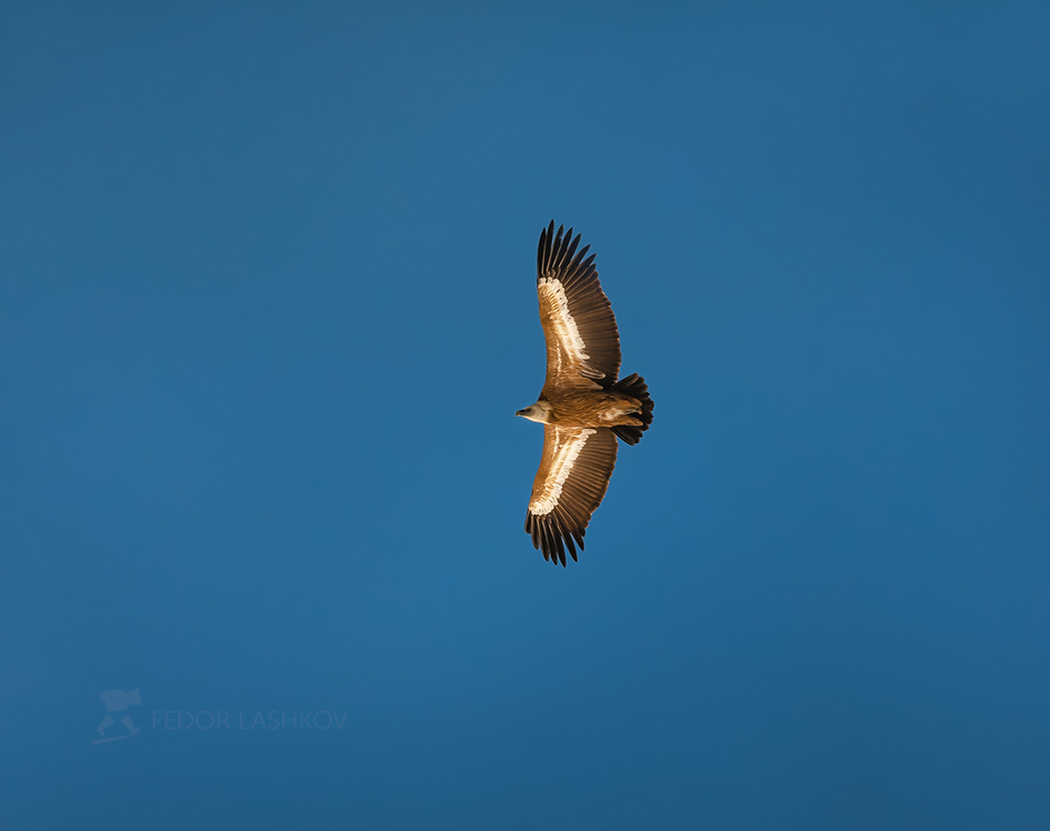 В синеве неба