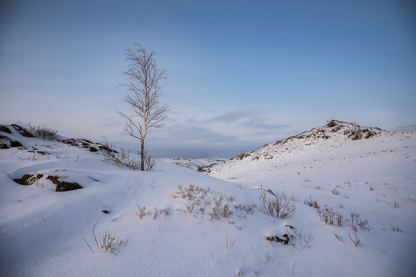 Молодая березка