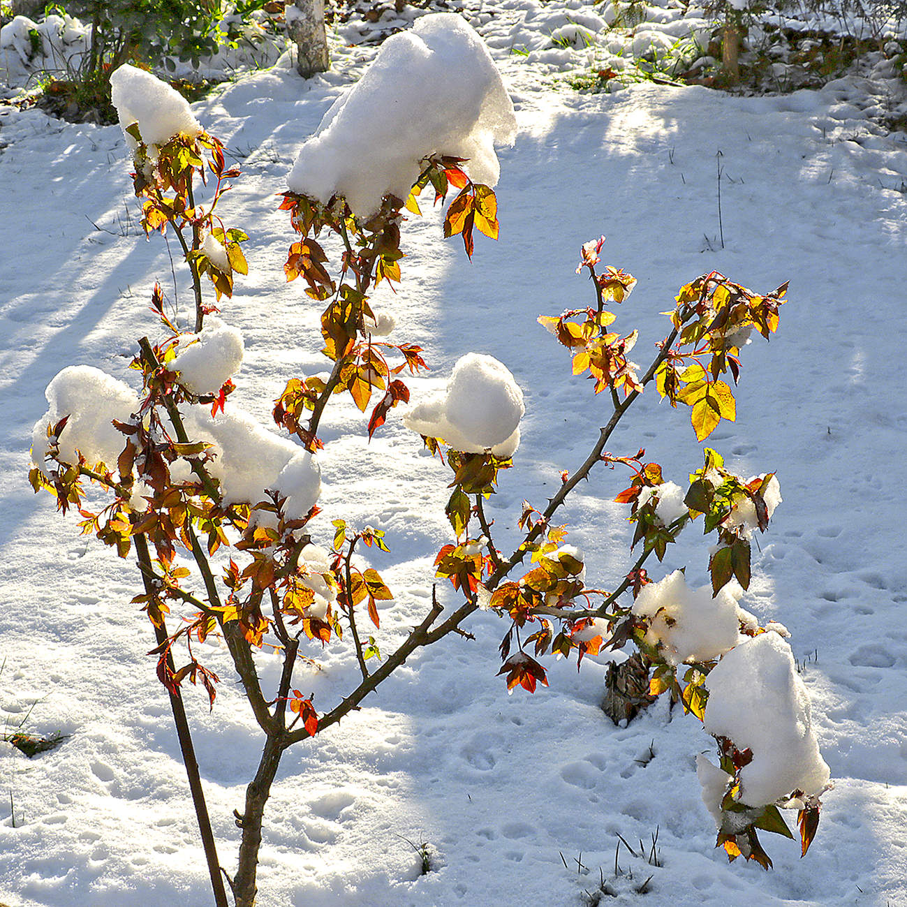 Февральский этюд