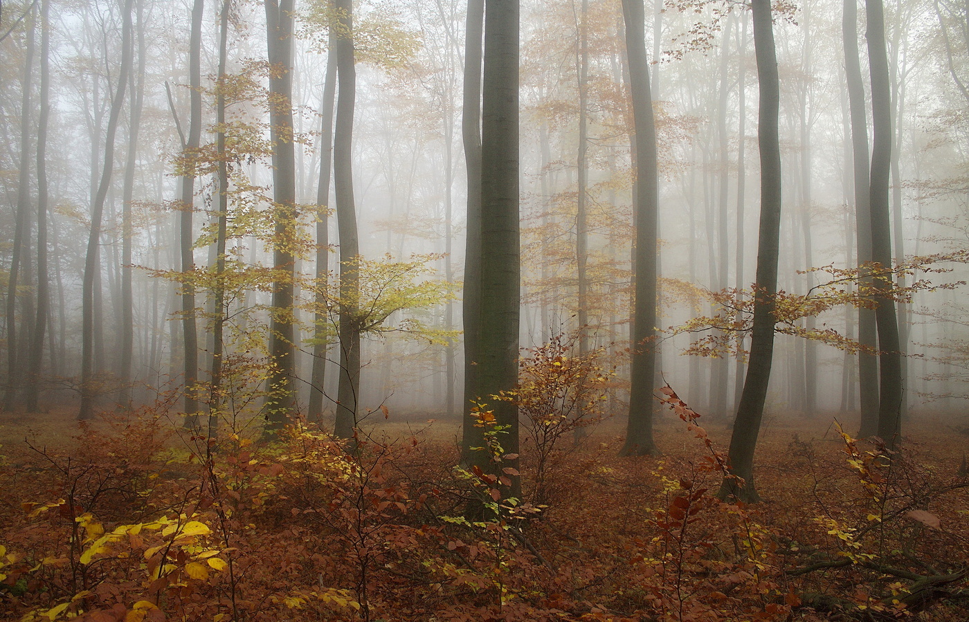 Herbstnebel