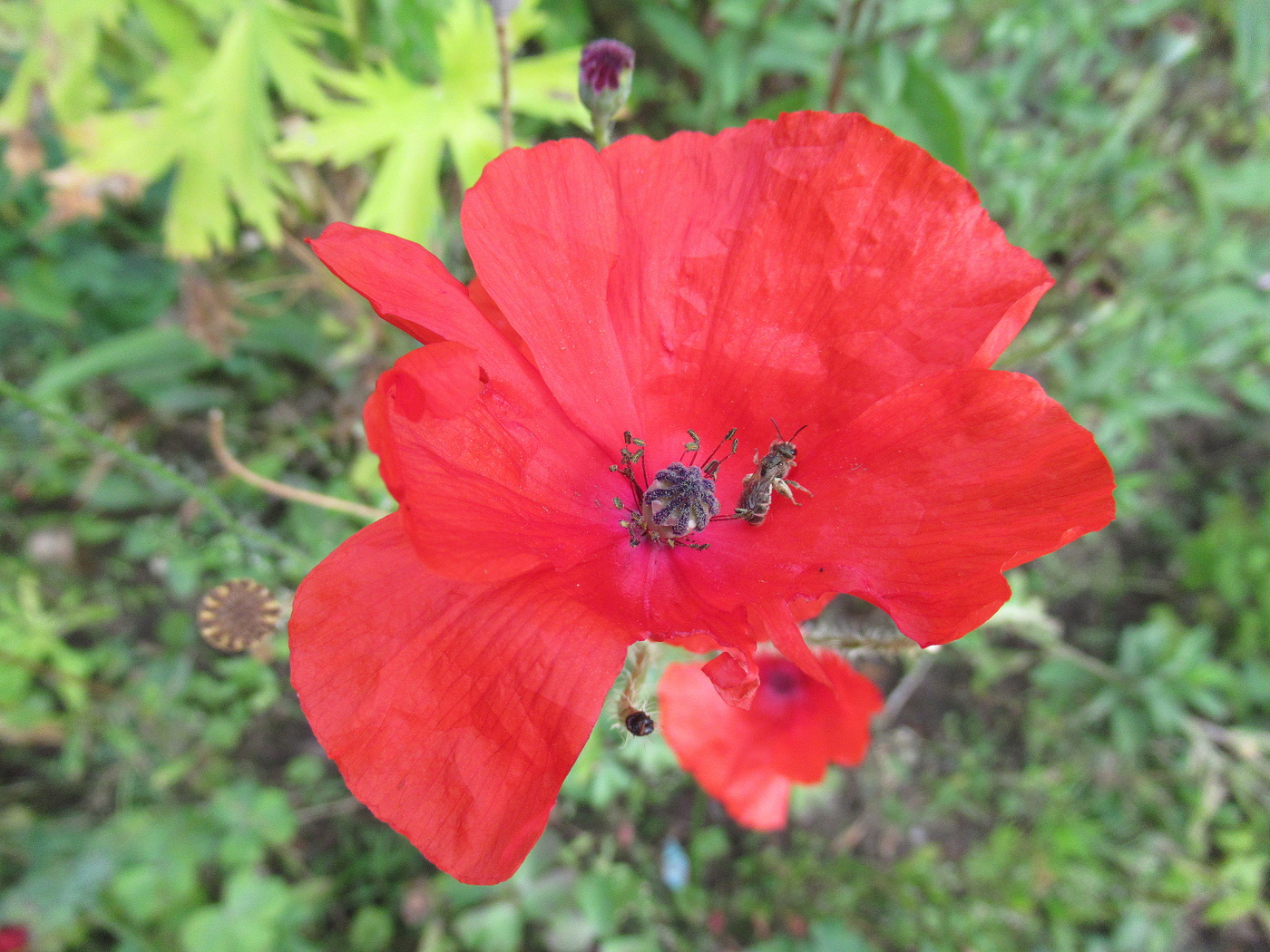 Сытая пчёлка и мак.