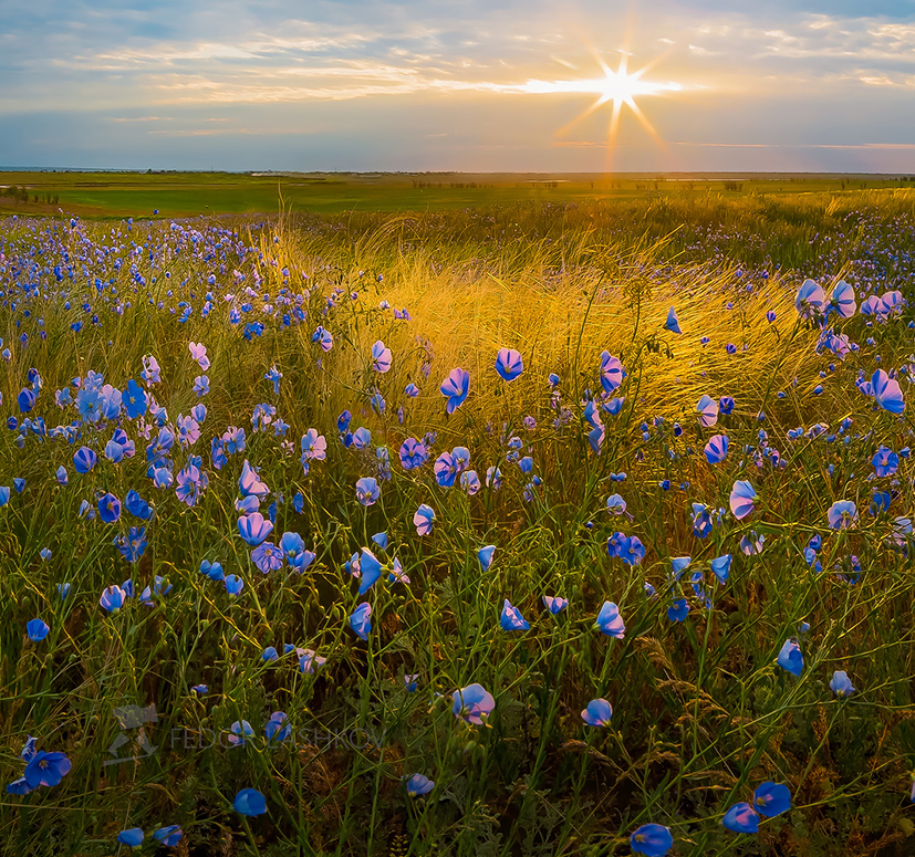 Тепло весны на рассвете