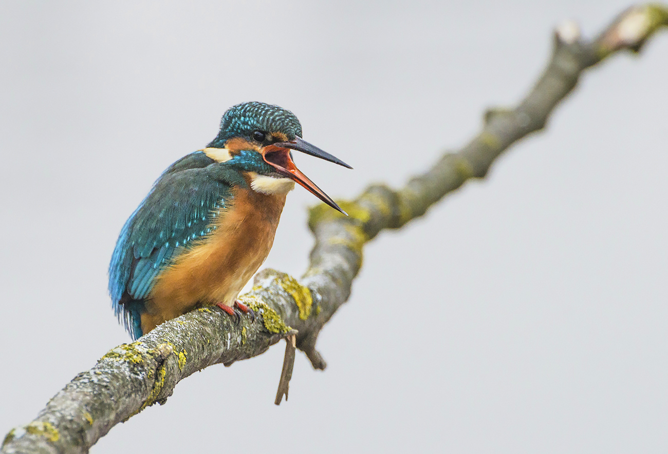 Прерванная тишина