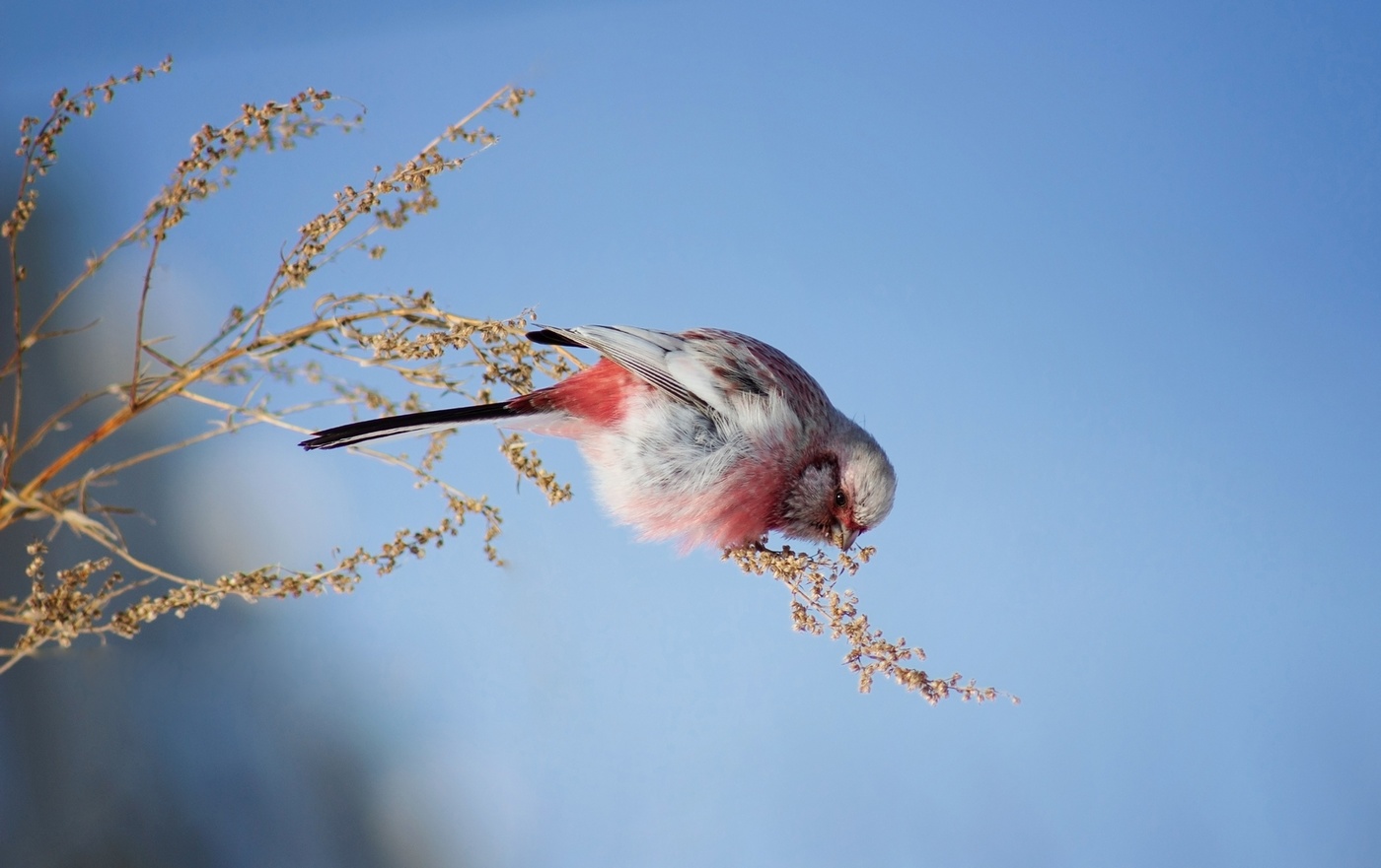 "Под небом голубым"