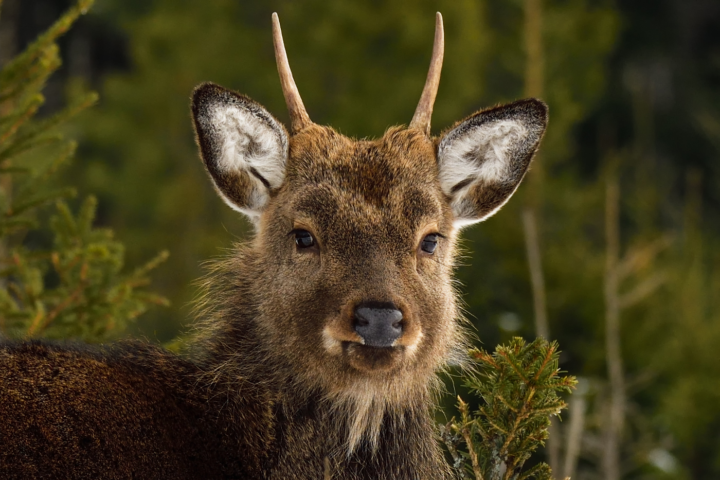портрет незнакомца