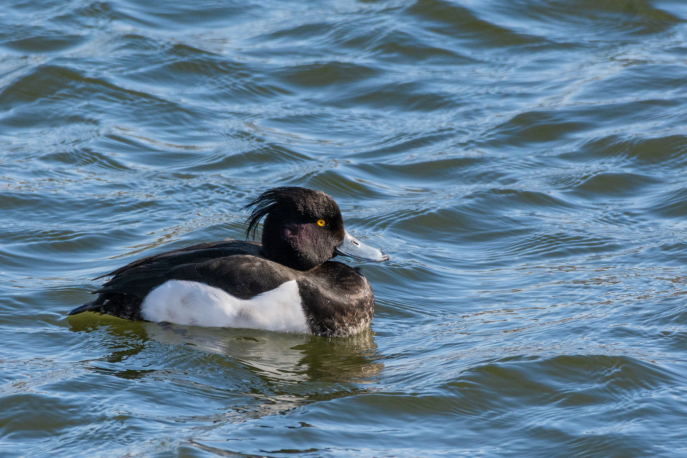 По морям, по волнам.