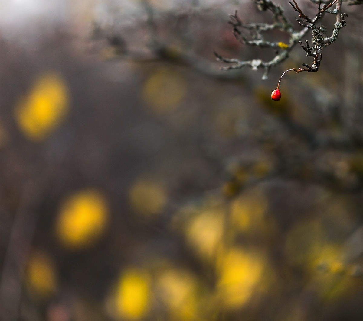 Последняя ягода