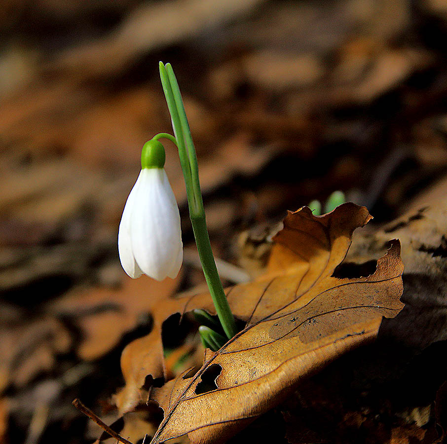 С первым днем весны!!