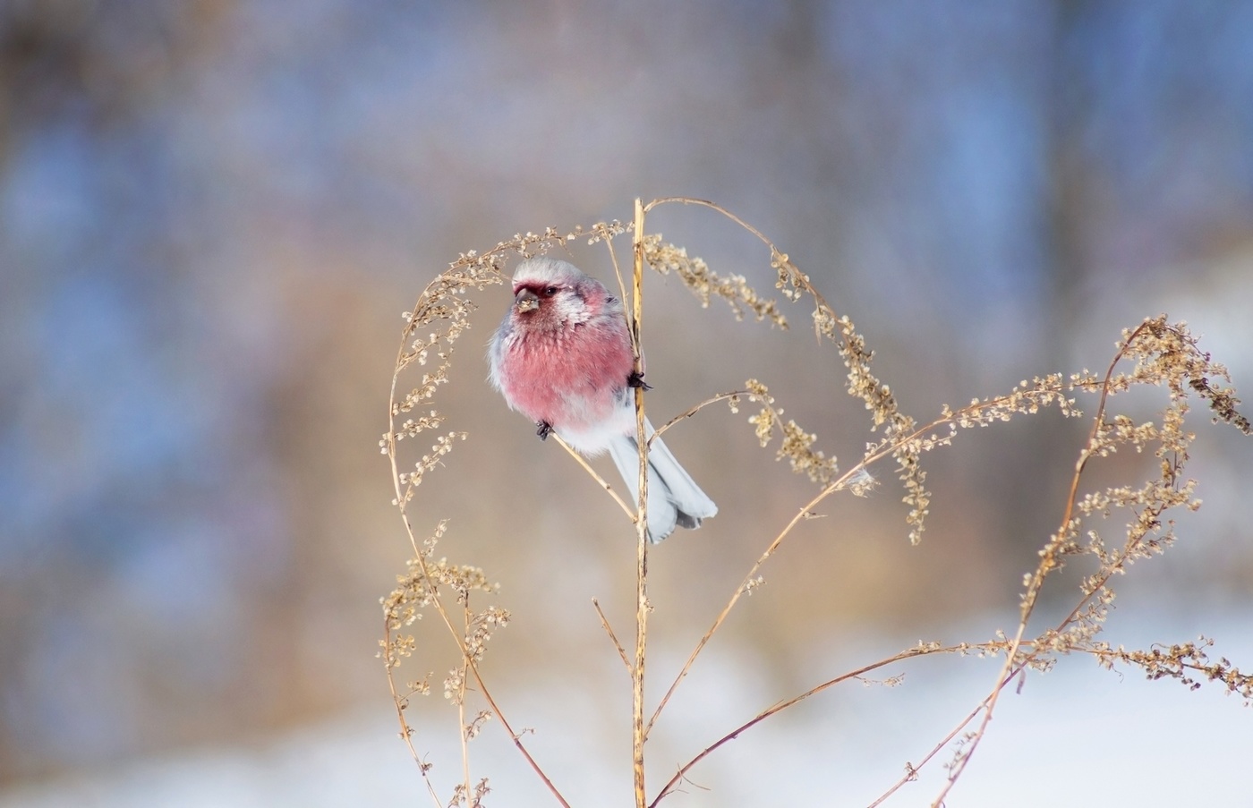 "Урагус-зимний цветок"