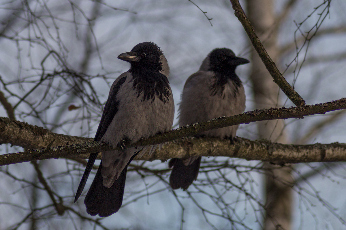 Мои деликатные вороны