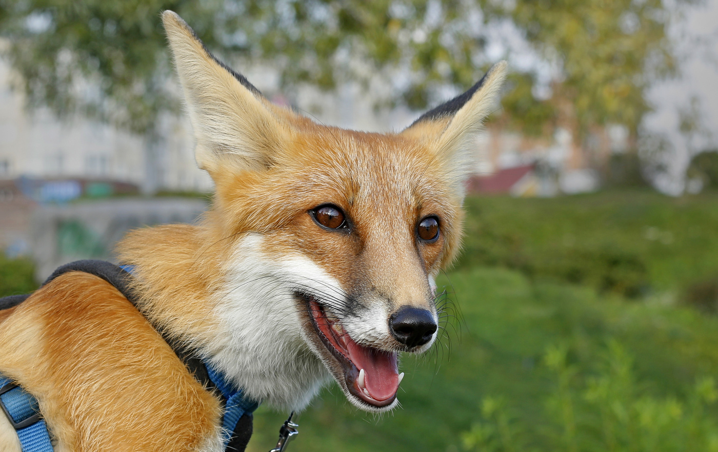 Лисёнок по имени Лис.