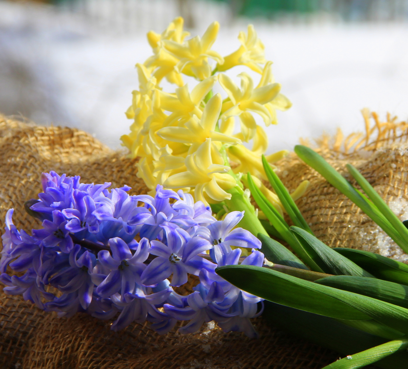 Дыхание весны