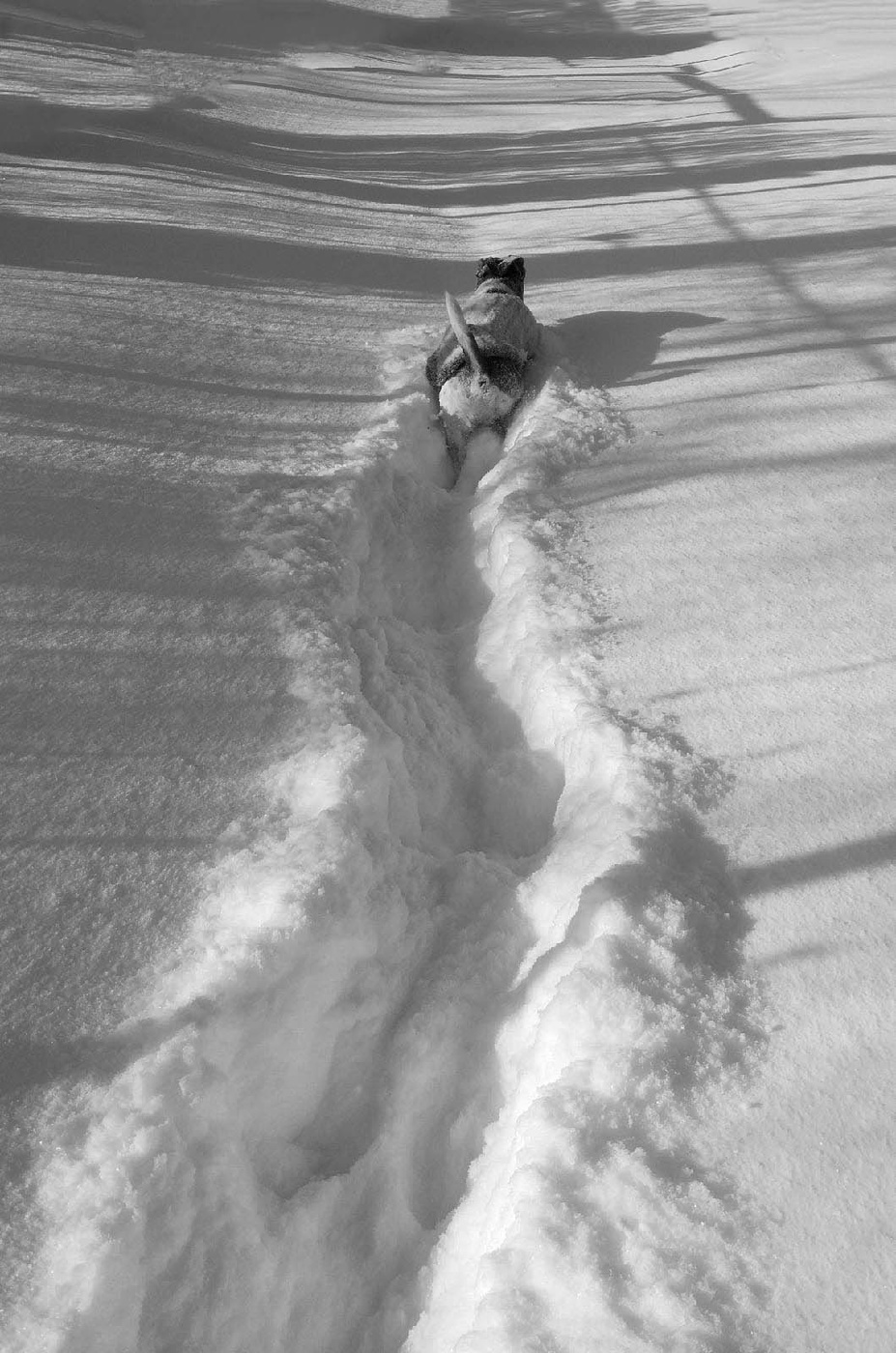 Первопроходец...