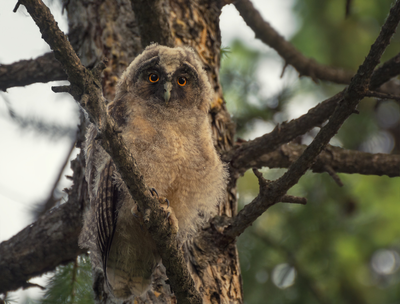Ушастая сова..
