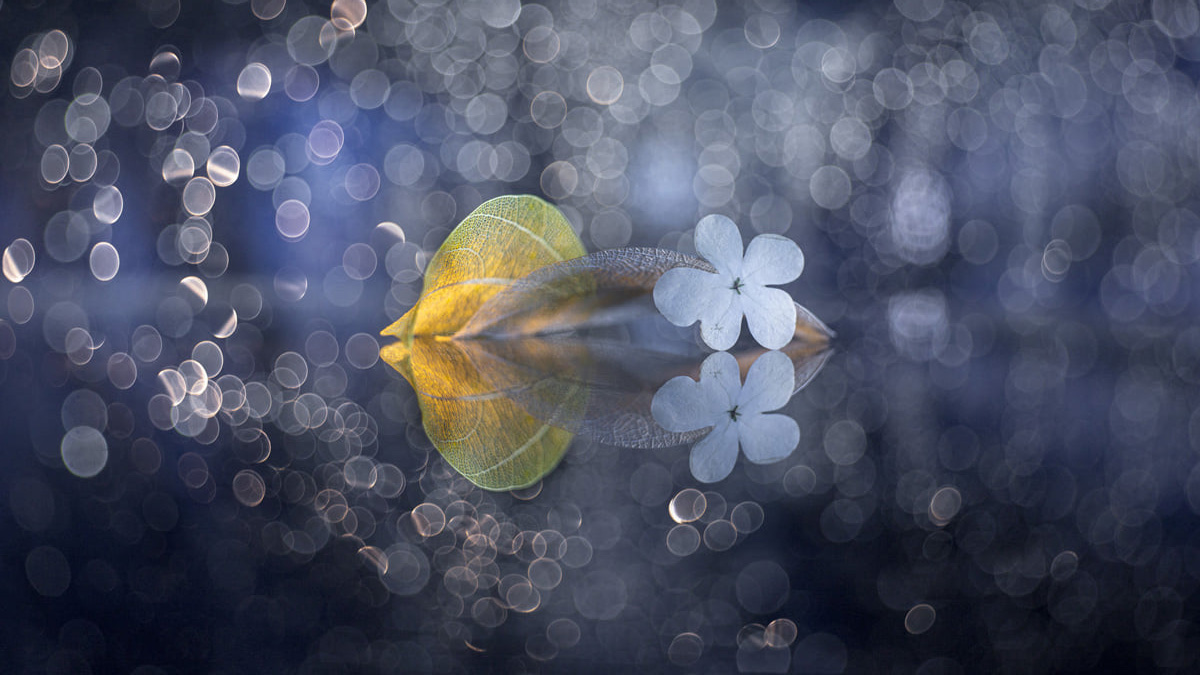 In the valley of fantasy...