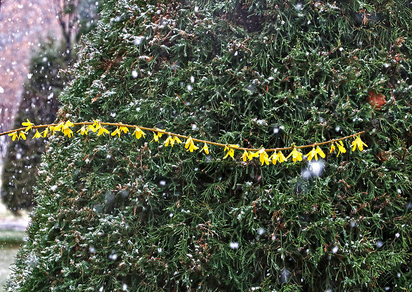 "Ниточка" форзиции