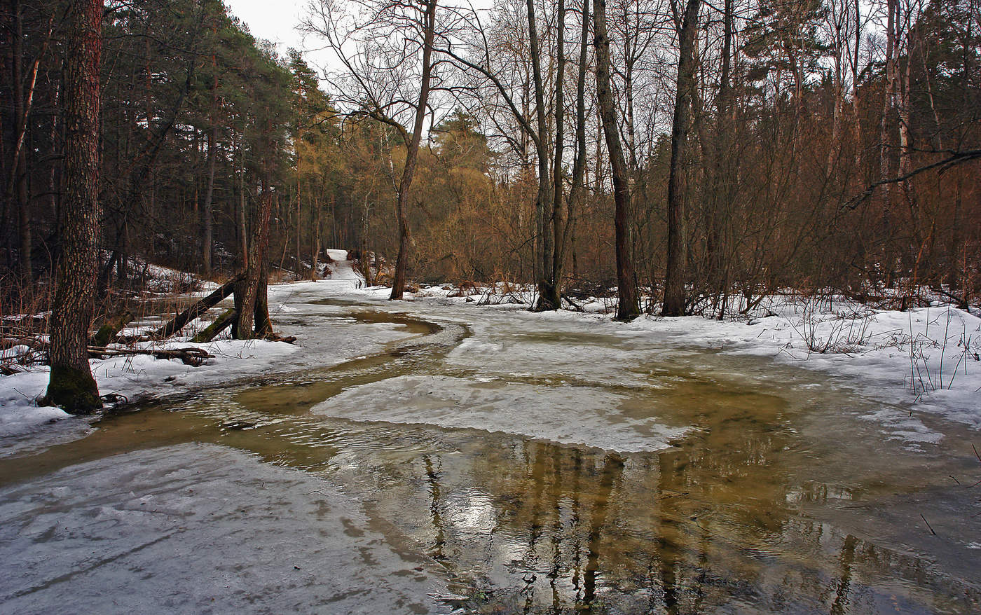 Март-весна в лесу.