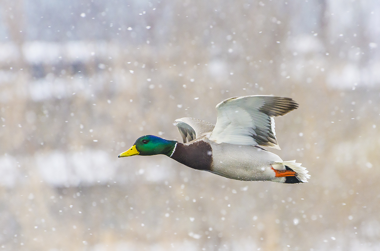 Под белый шёпот снегопада