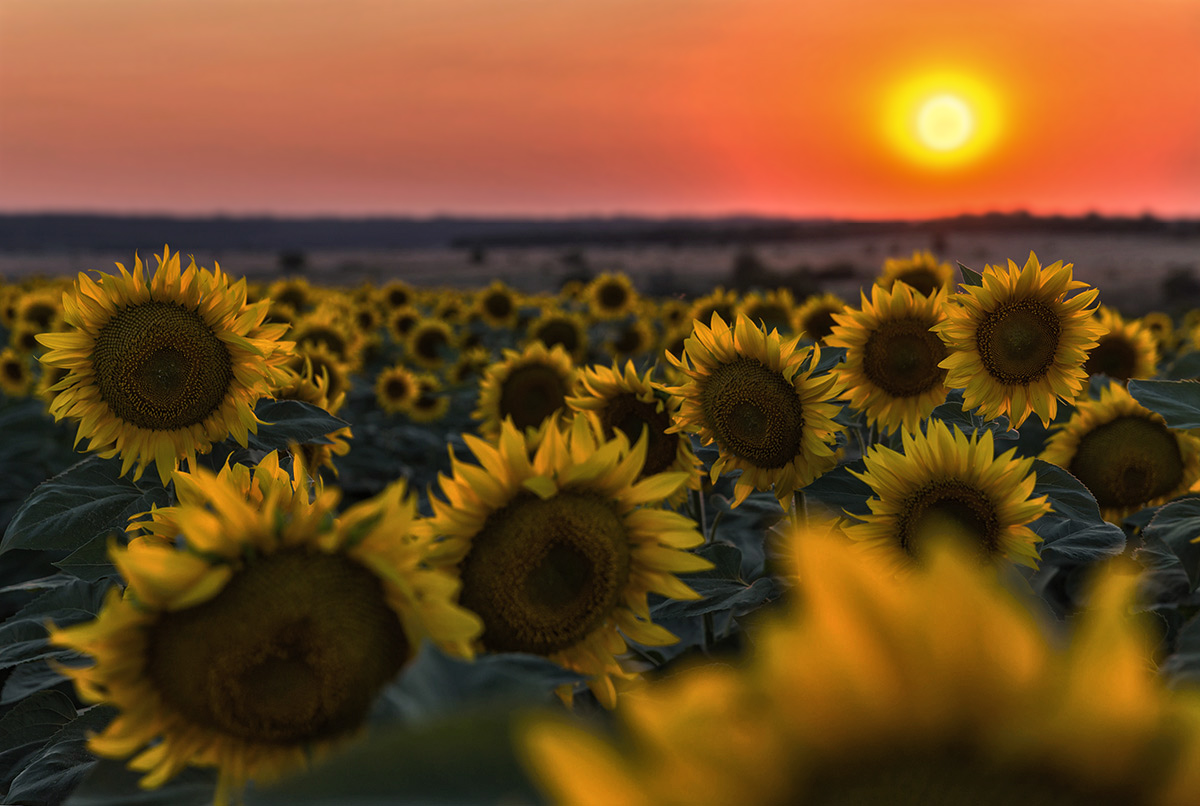 В начале августа