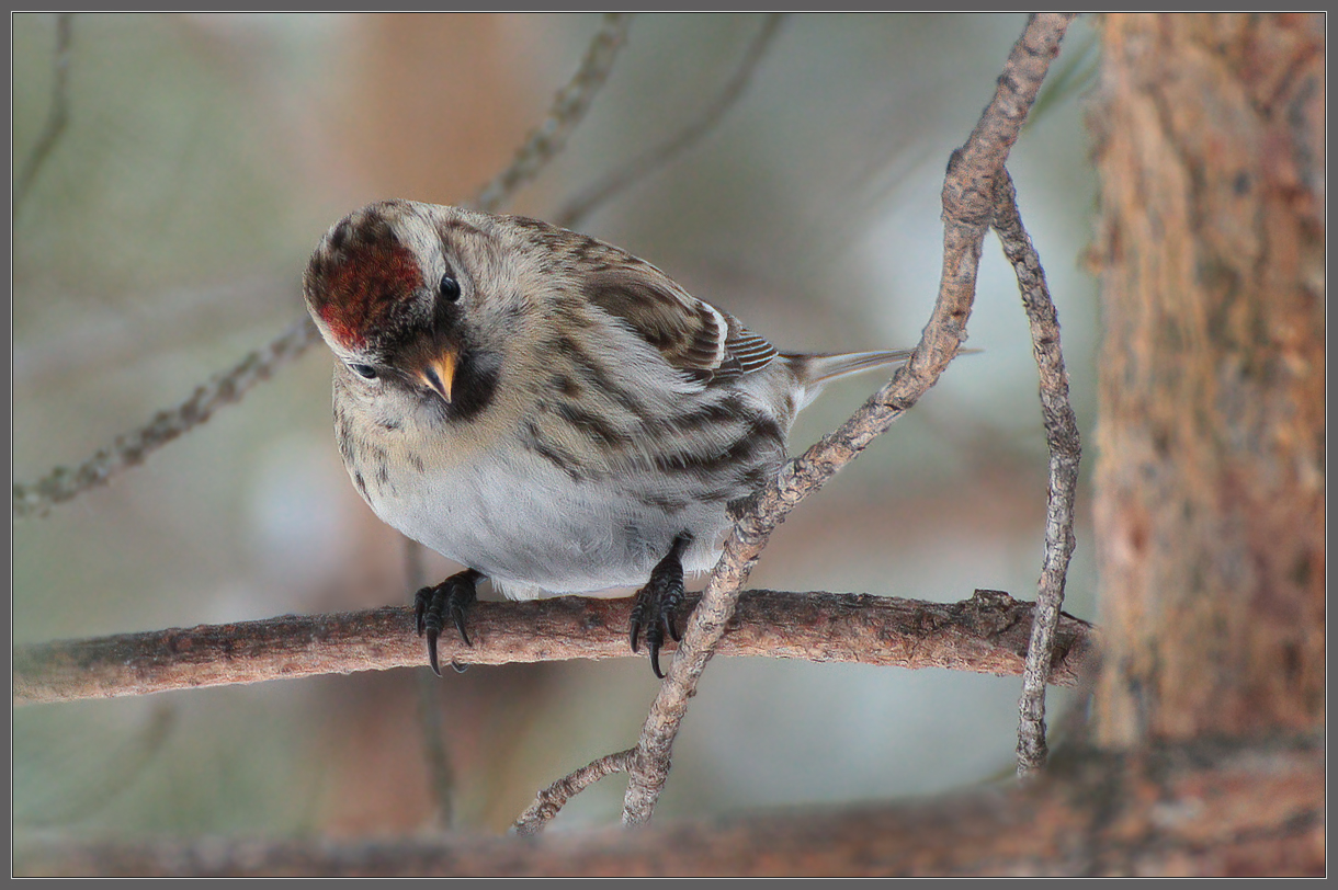 Бойкая мелюзга