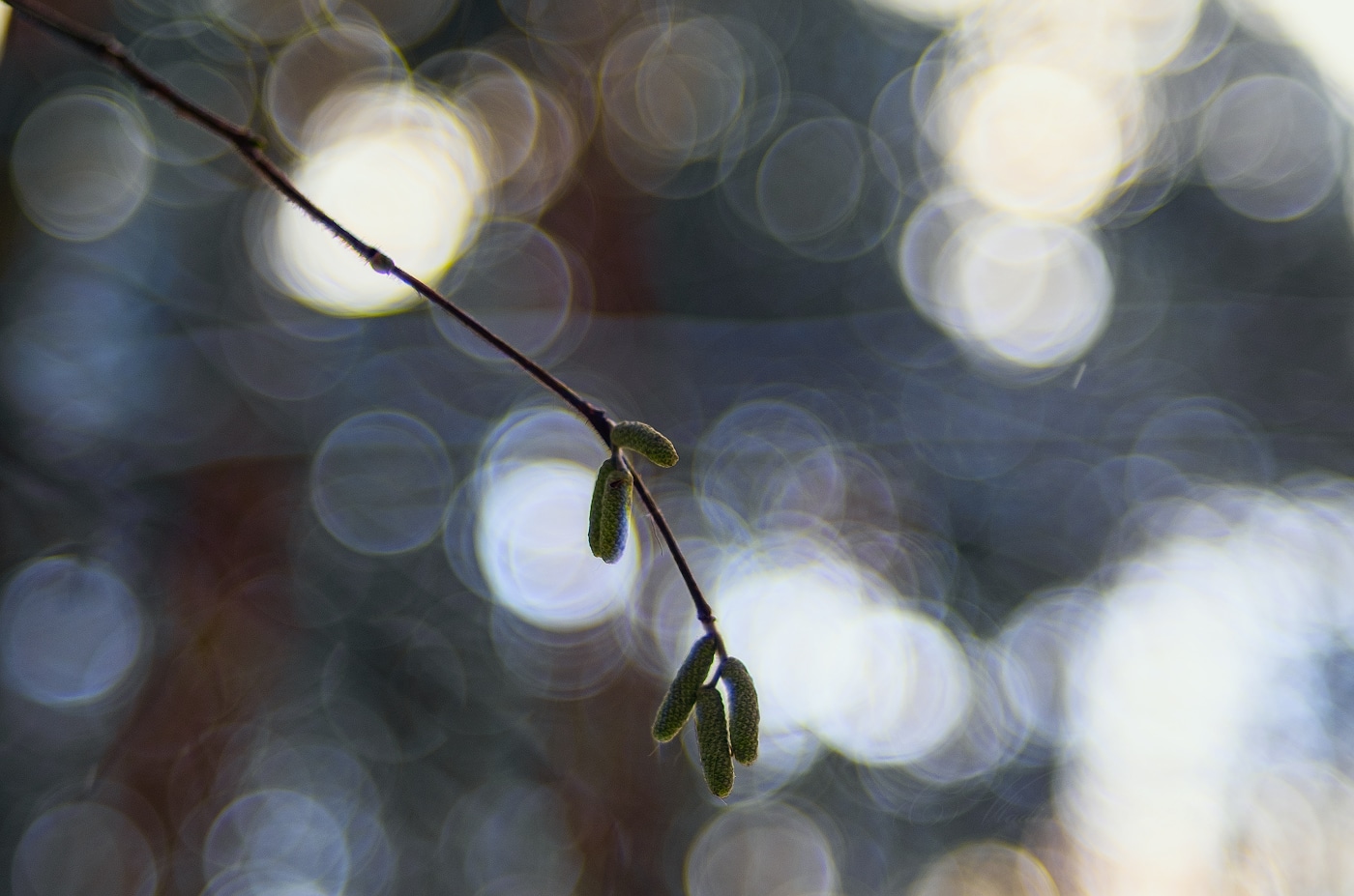 Оживление природы