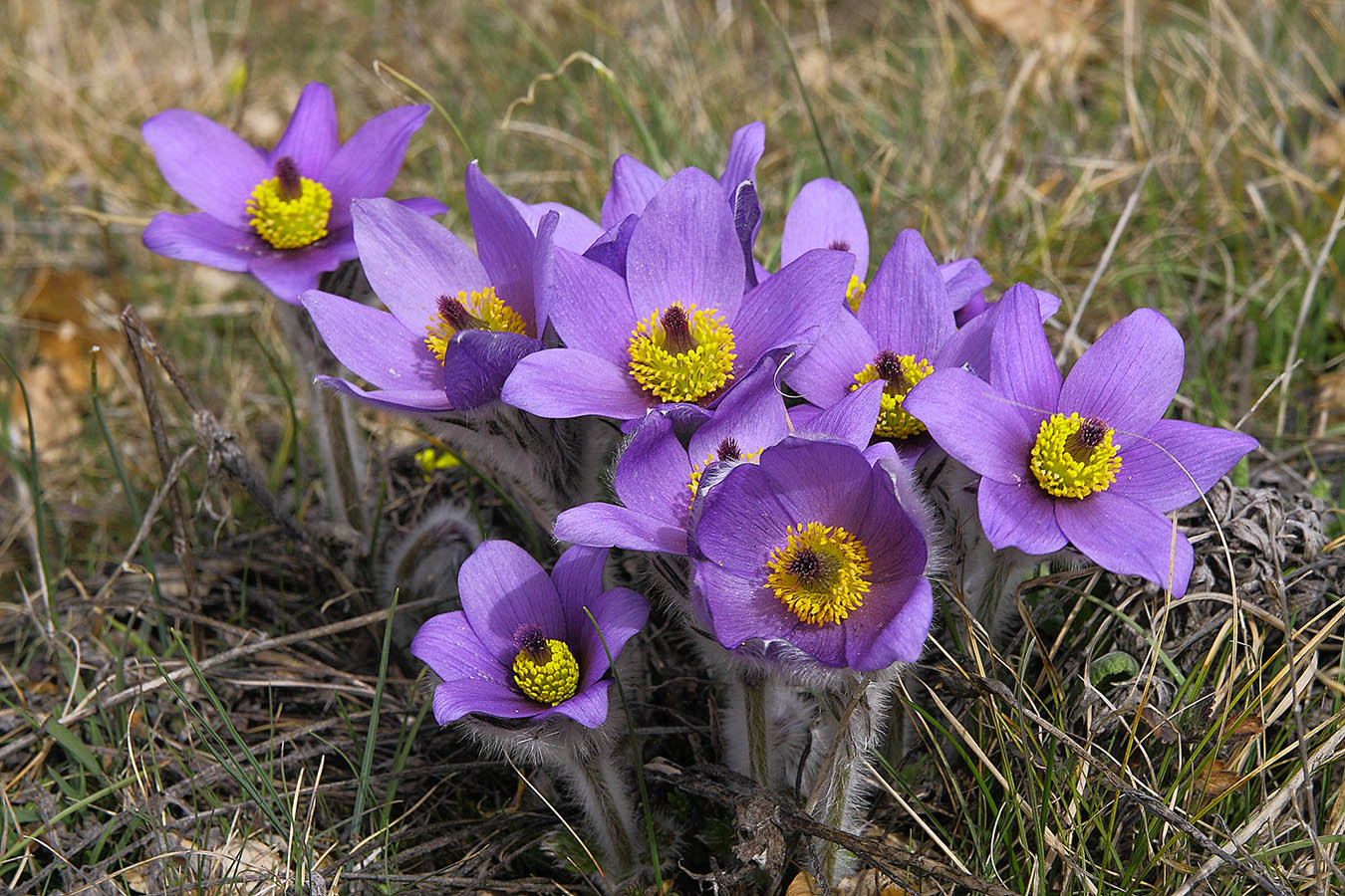 С Праздником, дорогие женщины