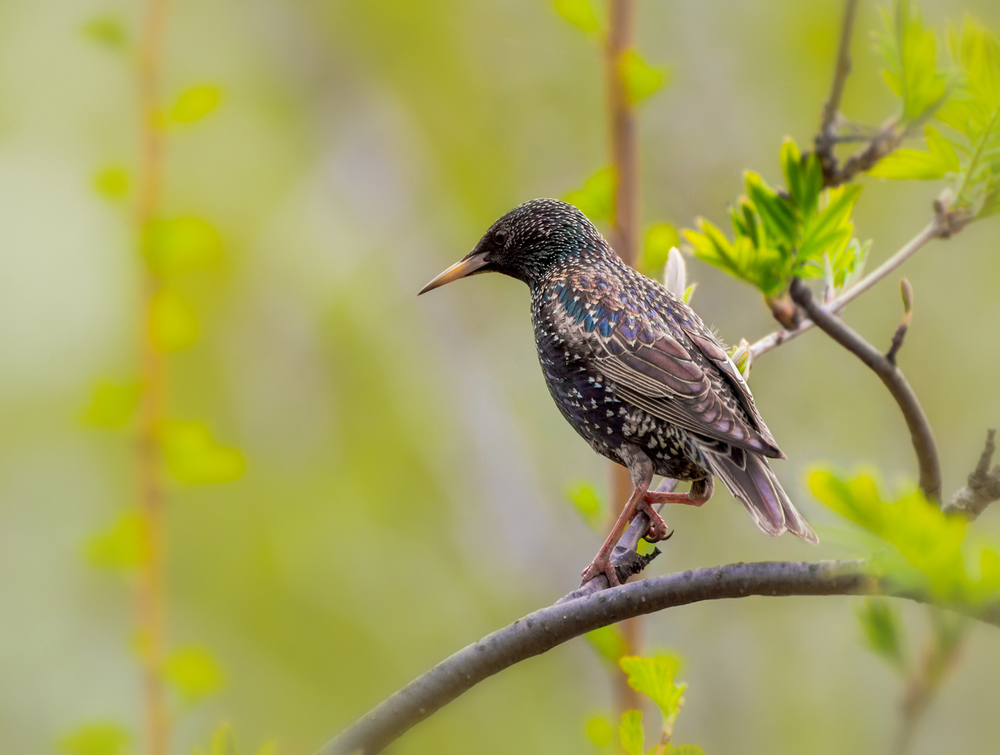певец весны..