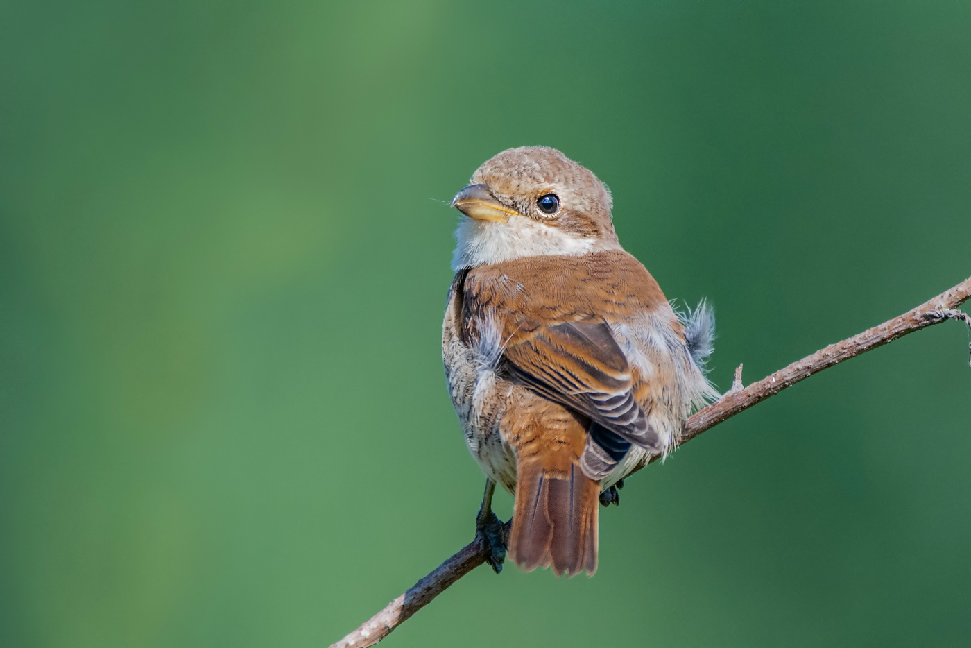 Жулан сорокопут.