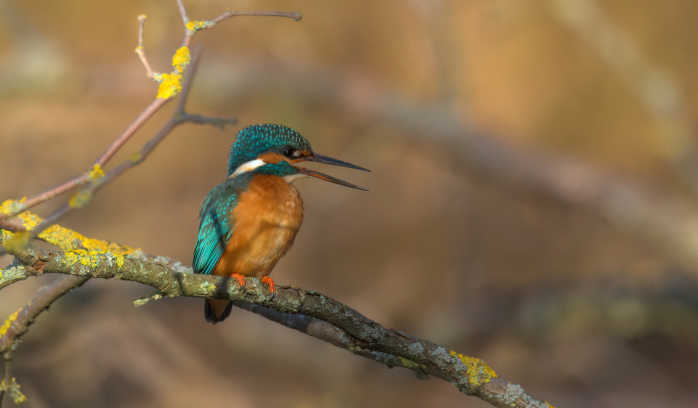 Kingfisher / Eisvogel