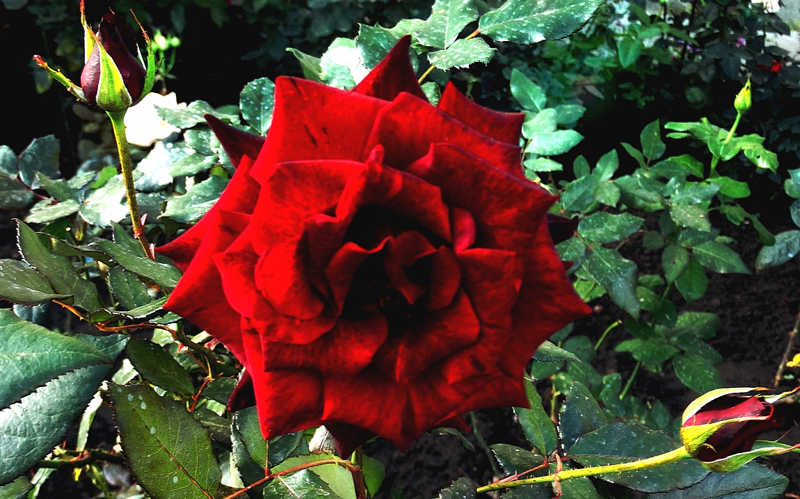 С праздником дорогие и любимые