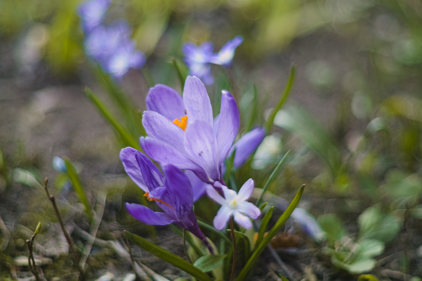 Дорогих женщин фотоцентра поздравляю с праздником весны 8 марта!
